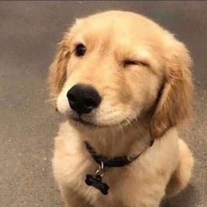 Meet your Posher, Darren